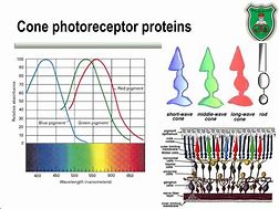 Image result for Photopigment That Resides in Rods and Cones