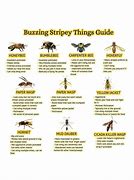 Image result for Yellow Stripey Things