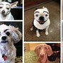 Image result for Funny Dogs with Big Eyes