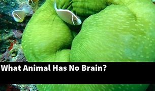 Image result for Animals with No Brain