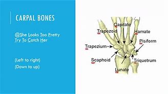 Image result for Hand Carpal Bones Mnemonic