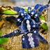 Image result for A Blue Tarantula