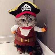Image result for Cat with Pirate Hat