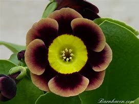 Primula auricula Old Smokey に対する画像結果