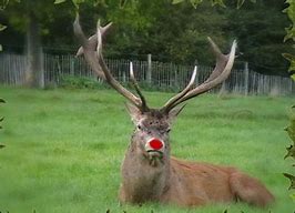 Image result for Rudolph the Red Nosed Reindeer and Clarice