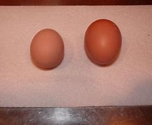 Image result for Partridge Rock Chicken Egg Color