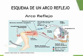 Image result for Arco Reflejo