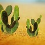Image result for Background Kaktus