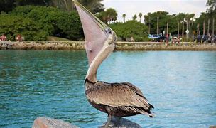 Image result for Pelican Eating Fish