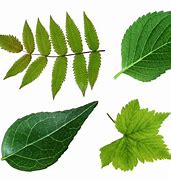 Image result for Leaf Emoji PNG