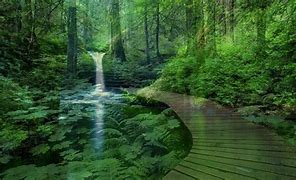 Image result for Home Screen Wallpaper Forest