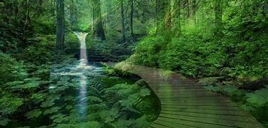 Image result for Simple Forest Background
