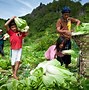 Image result for Vegetable Farm Philippines