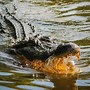 Image result for Wild Animals Caiman Crocodile
