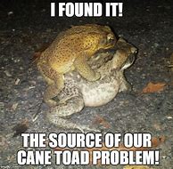 Image result for Cane Toad Joke