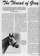 Image result for Grey Thoroughbred