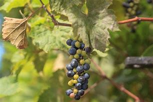 Image result for Wild Vines Indiana