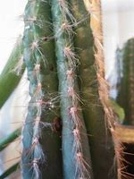 Image result for Cactus Dry Rot