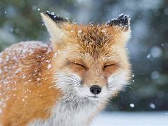 Image result for Beautiful Fox Animal