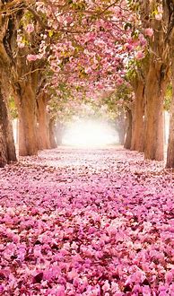 Image result for Beautiful Spring iPhone Wallpaper