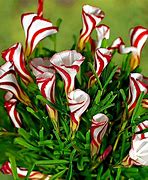 Image result for Rare Exotic Plants and Flowers