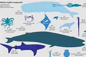 Image result for Largest Ocean Animal