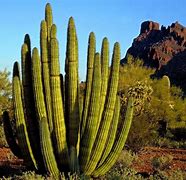 Image result for Picture of Cactus Plant in Desert