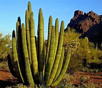 Image result for Desert with Cactus Background