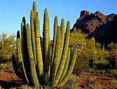 Image result for Desert Cactus Flowers Background