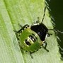 Image result for Insects in Garden UK