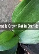 Image result for Crown Rot in Orchidxs