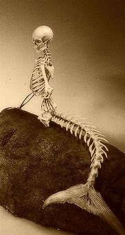 Image result for Scull Mermaid Tail