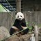 Image result for African Panda