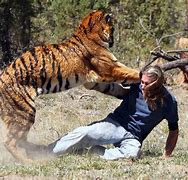 Image result for Tiger Attacks Trainer