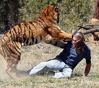 Image result for Tiger Eating Man Alive