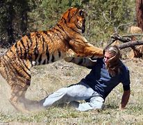 Image result for Graphic. Man Mauled by Tiger