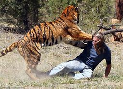 Image result for Tiger Mauls Man