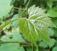 Image result for Grape Vine Leaves