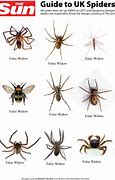 Image result for spiders identification by sizes