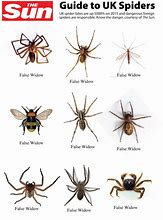 Image result for UK House Spiders Identification Chart