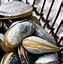Image result for Edible Clams