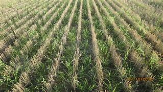 Image result for Wweed and Wheat