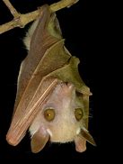 Image result for White Fruit Bat