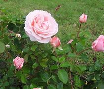 Image result for Betty White Hybrid Tea Rose