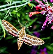 Image result for hummingbird moth