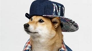 Image result for Pictures of a Raper Dog