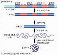 Image result for Label Introns and Exons