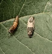 Image result for "eyespotted-bud-moth"