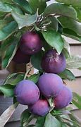 Image result for Dark Purple Apple