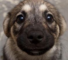 Image result for Cute Puppy Dog Eyes
